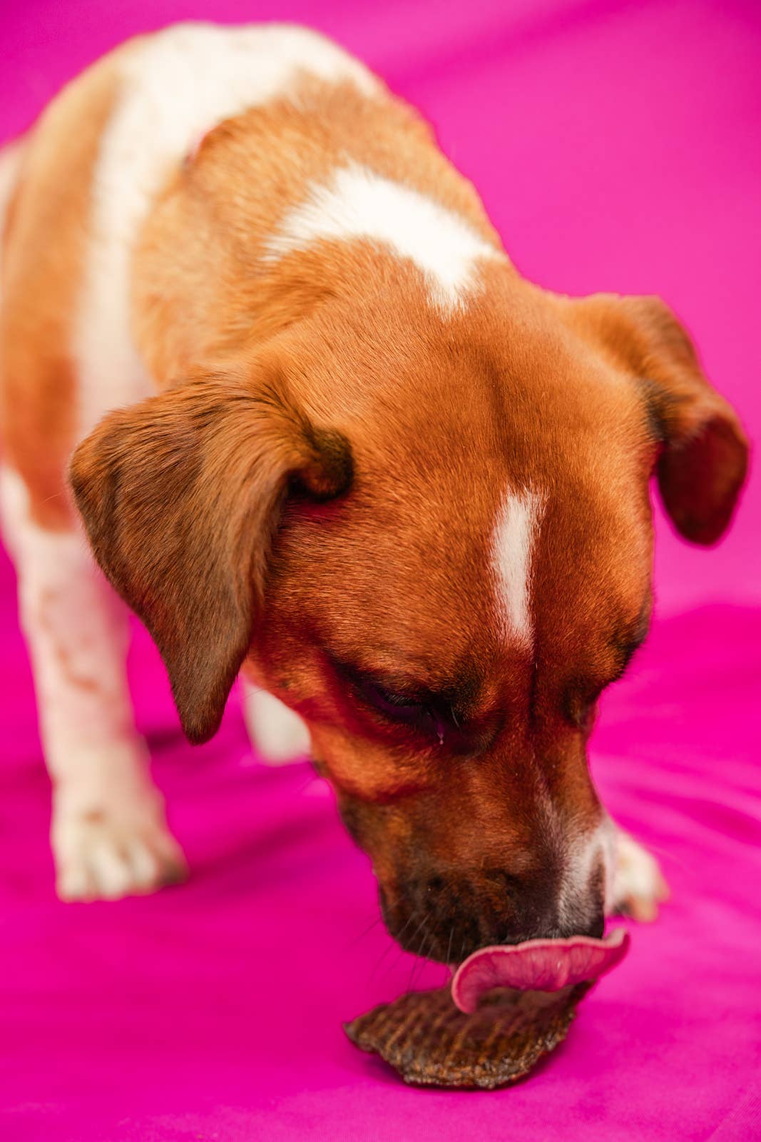 Jones Natural Chews - Wholesale Pet Treats - Dog - Beef Woofers Bulk2