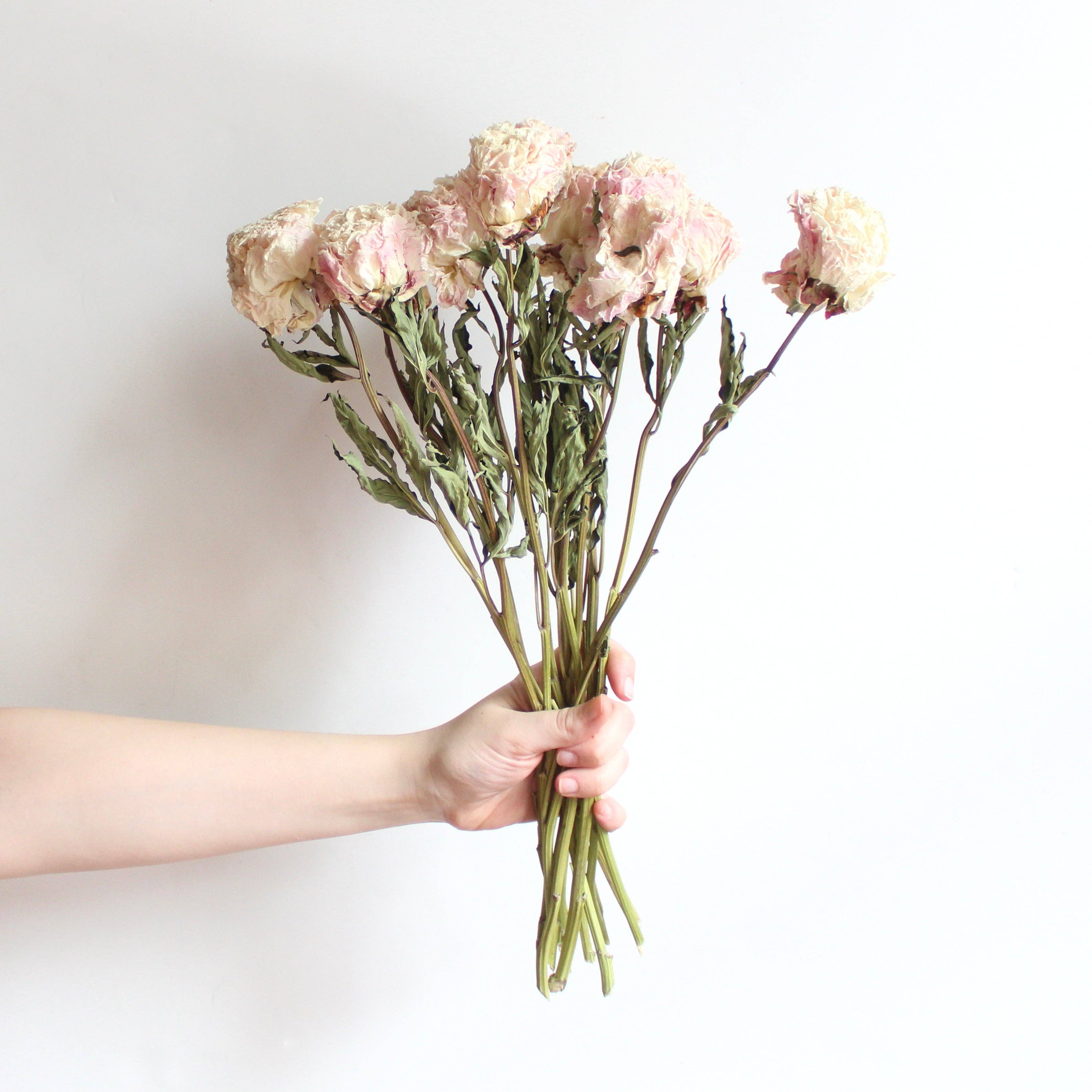 Roxanne's Dried Flowers - Wholesale Dried/Pressed Flowers - Peony - Dried8