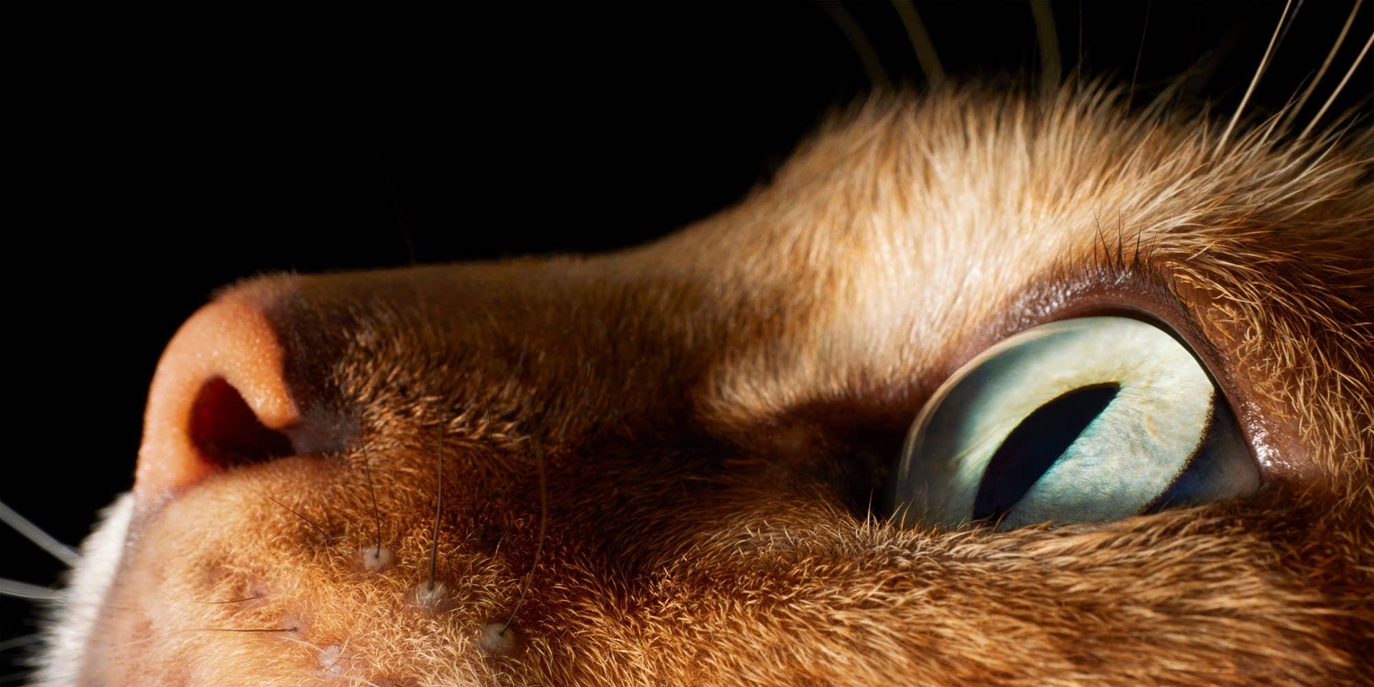 Abrams - Wholesale Display Book - Feline2