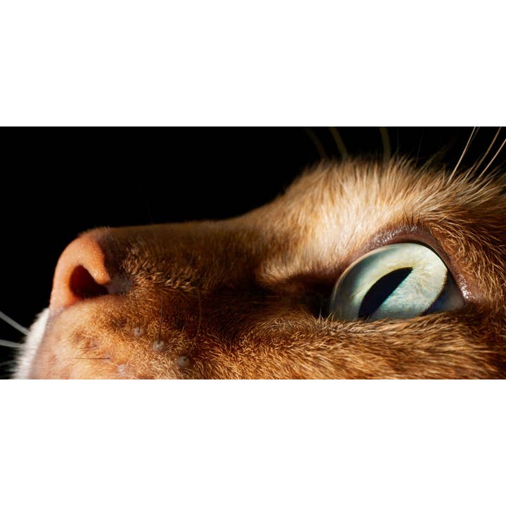 Abrams - Wholesale Display Book - Feline2