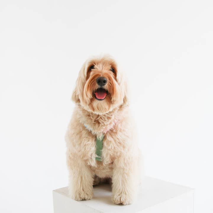 Furlou - Wholesale Pet Harness - Dog - Rainbow - Dog Harness