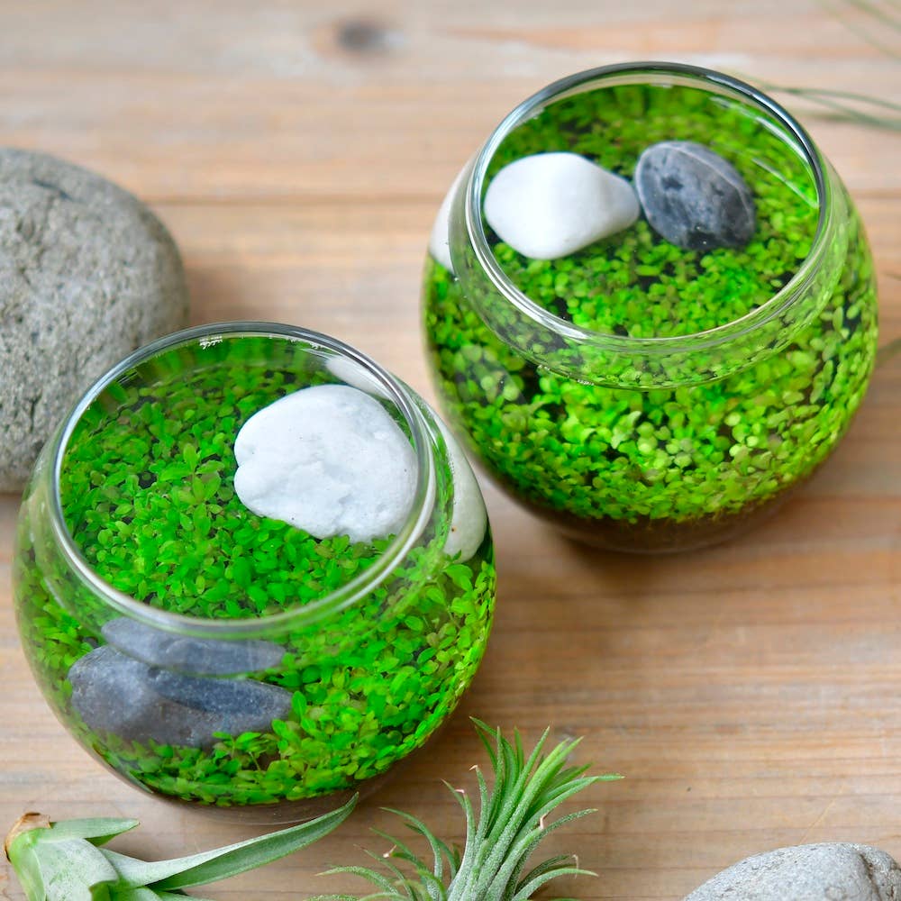 Noted - Wholesale Terrarium - Water Garden1