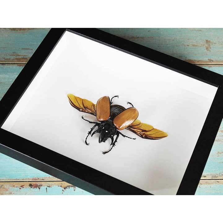 Newman Art Designs - Wholesale Wall Accent - Eupatorus gracilicornis in a Frame