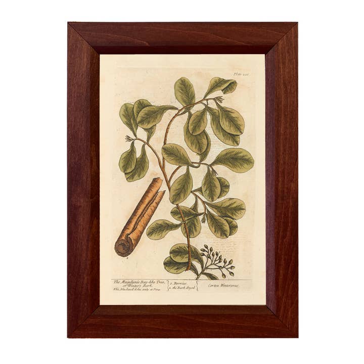 Madison Bay Co. - Historical Home Decor Reproductions - Vendita all'ingrosso Stampa artistica - Corteccia d'Inverno Stampa Botanica Vintage Invernale4