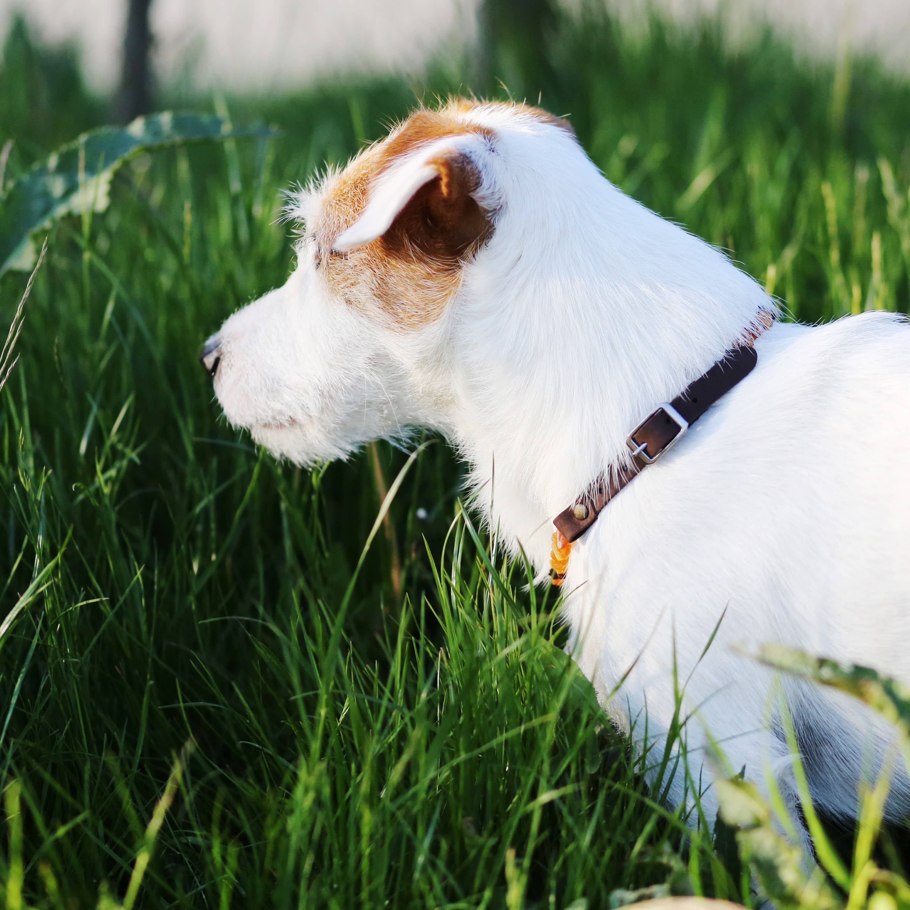 The Natural Amber - Wholesale Pet Collar - Cat/Dog - Cognac & Honey Amber Pet Collars with Leather Strap2