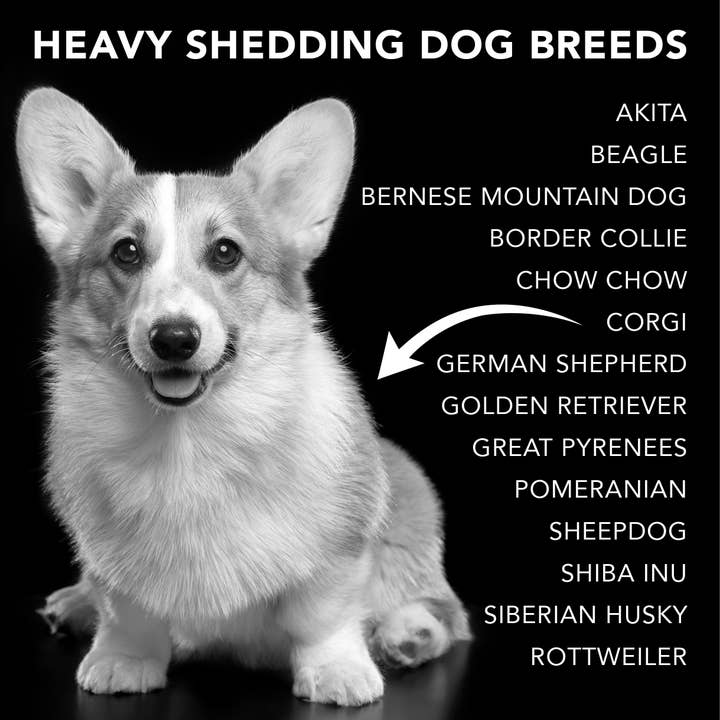 PRIDE+GROOM - Wholesale Pet Shampoo - Dog - THE SHEDDER-PROFESSIONAL USE GALLON6