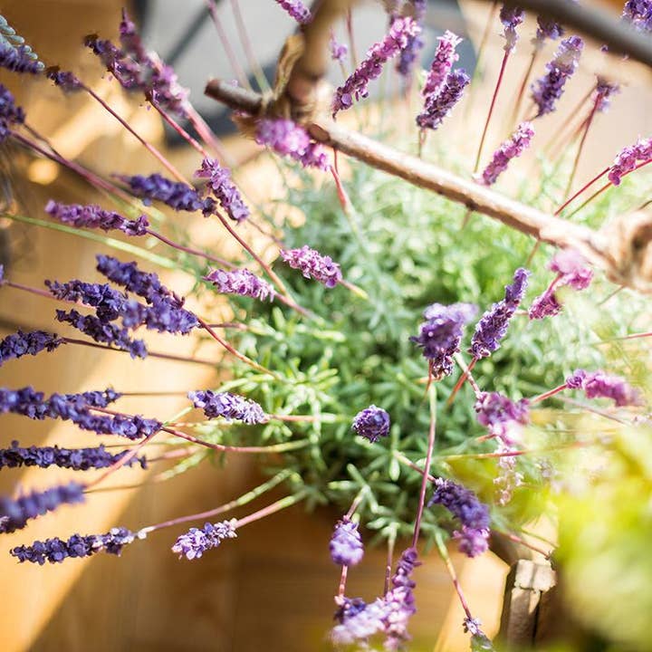 Rustic Reach - Wholesale Artificial Flowers - Artificial Lavender Provence Lavender Stem 21" Tall