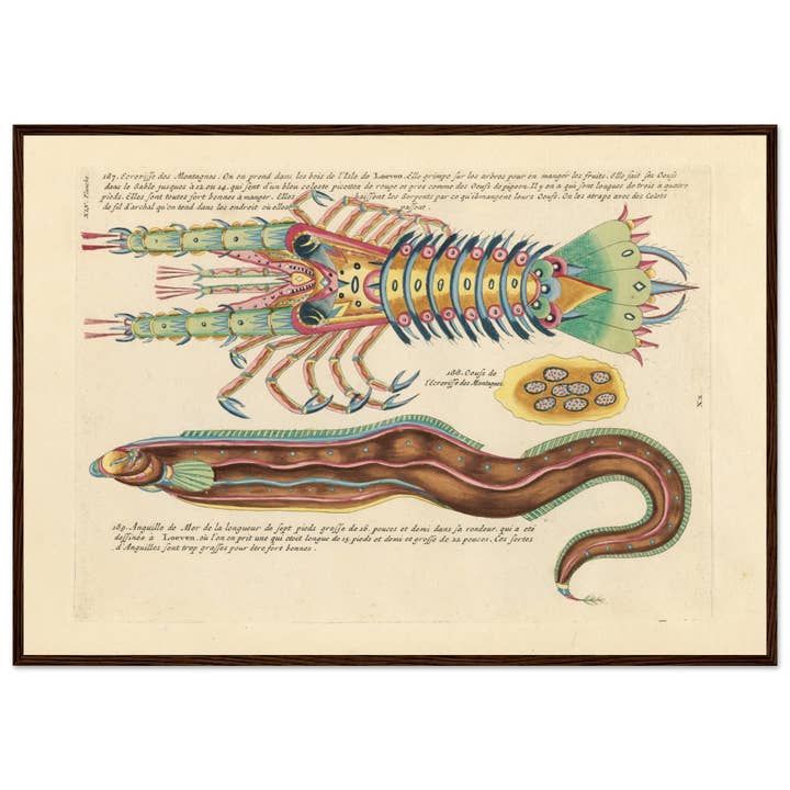 Maison de Paloma - Wholesale Art Print - Ecrevisse and anguille de mer13