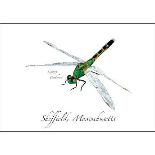 Eastern Pondhawk for wholesale by Earth Sky + Water