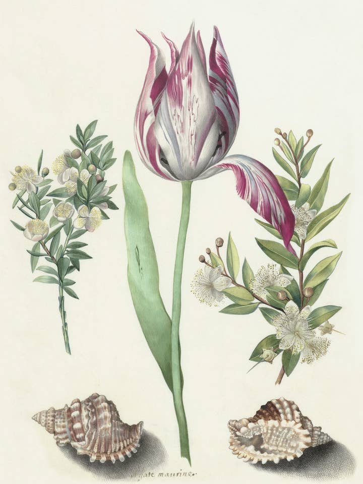 Postcard Tulip, Two Branches of Myrtle and Shells (150858) for wholesale by The Knowledge of Things by Catch Publishing