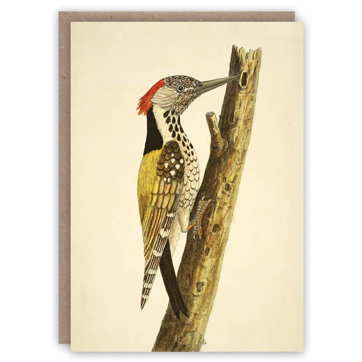 Tarjeta de felicitación Woodpecker para venta al por mayor de The Pattern Book