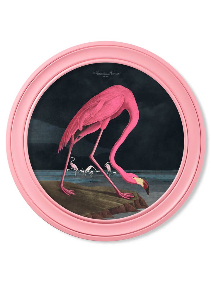c.1838 Audubon's Flamingo - Dark - Round Frame Pink for wholesale by T A Interiors Wall Art & Mirrors