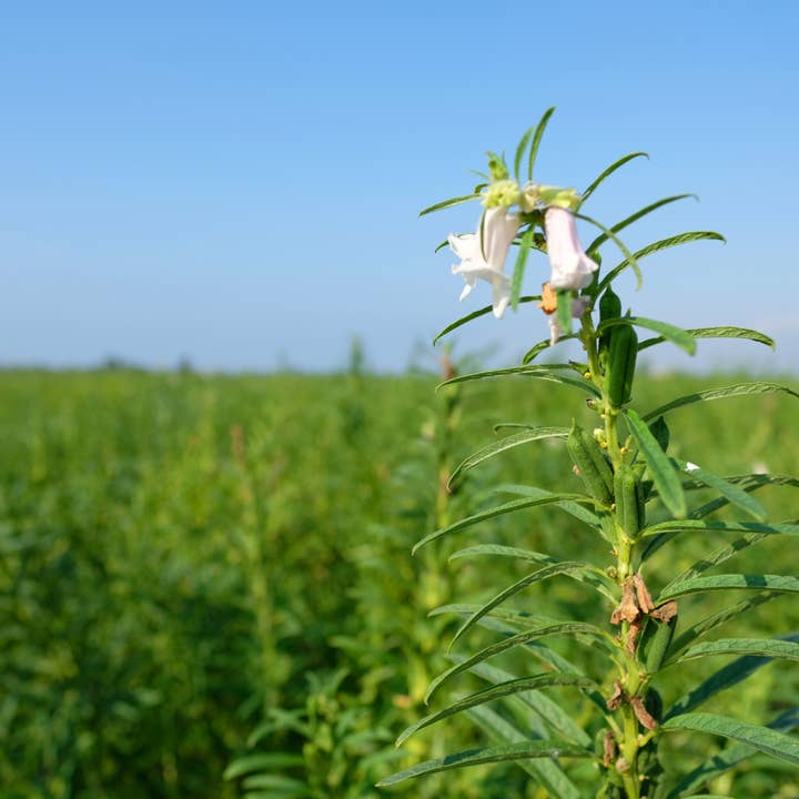 RITROVO - Wholesale Seeds/Kernels - Gambuzza Organic Sesame Seeds1