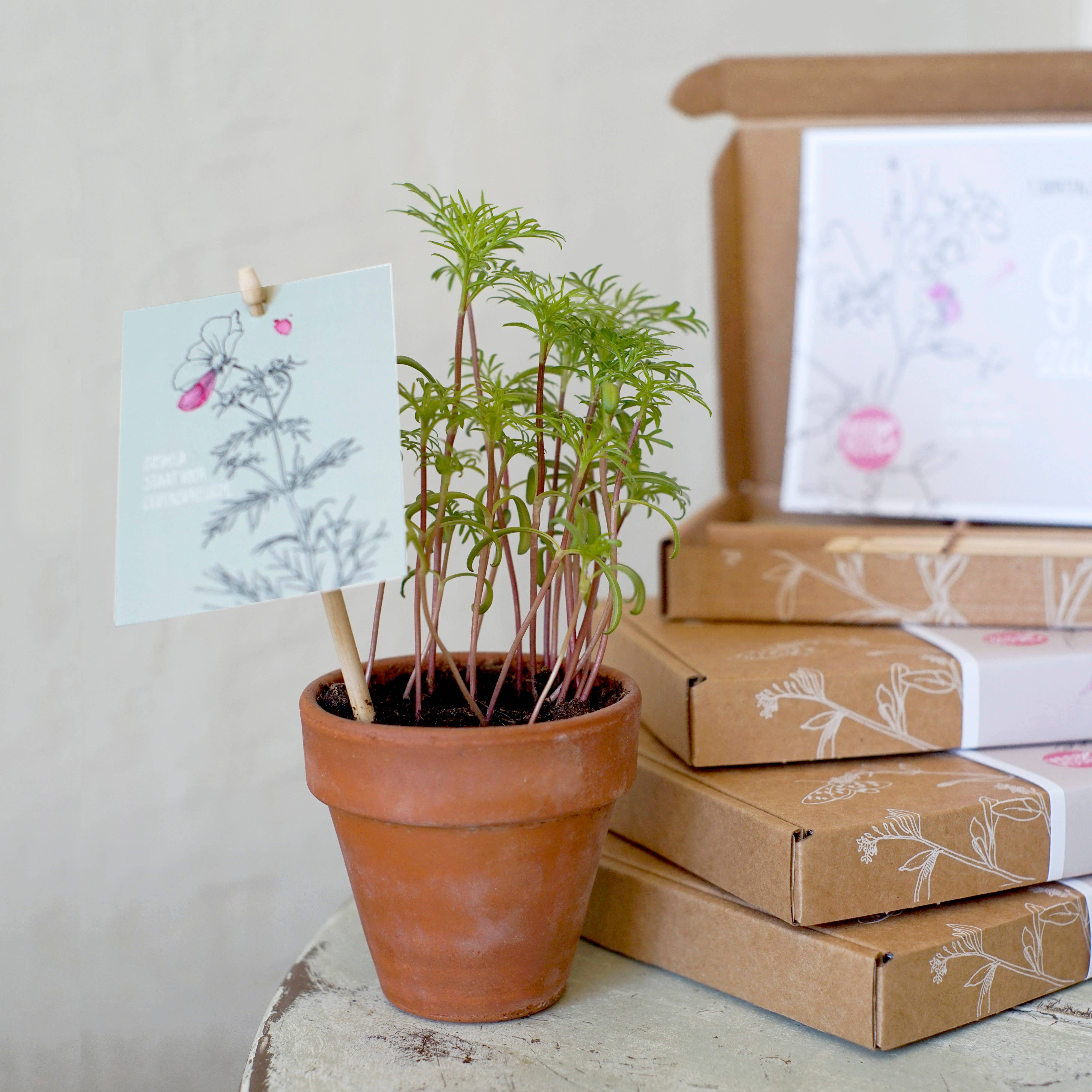 Veer&Moon – wholesale Presentbox – Presentlåda 'Så lycka' med tre olika fröer för lycka2