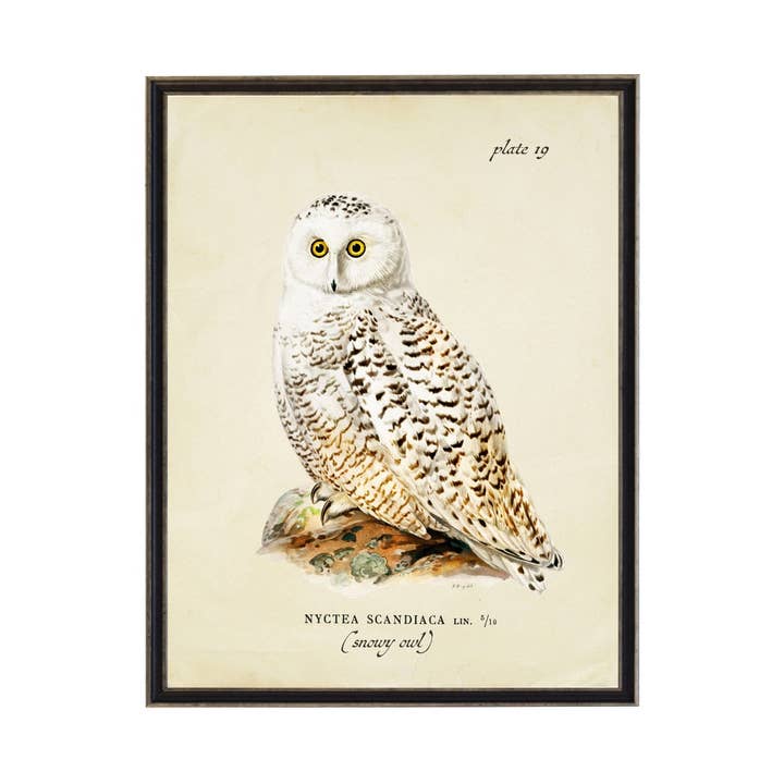 Vintage Snowy Owl Bookplate for wholesale by Antique Curiosities Inc