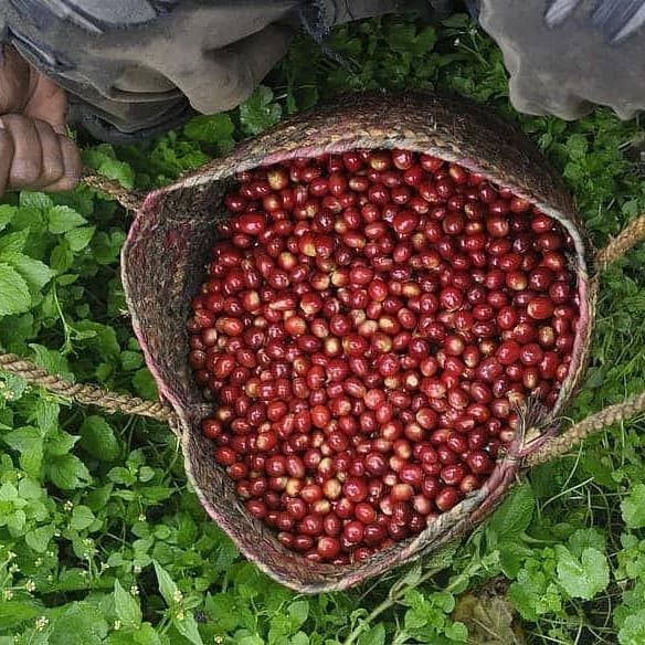 Morning Coffee- light roast for wholesale by My Two Cats Coffee