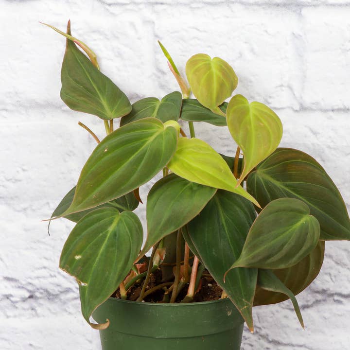Thorsen's Greenhouse - Wholesale Live Plant - Philodendron Micans - Live Plant
