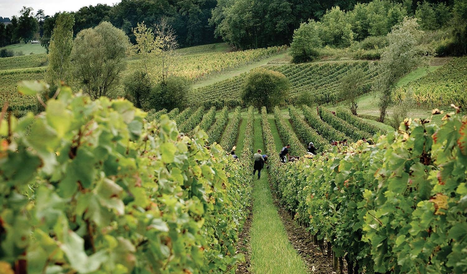 Hachette Book Group - Wholesale Mixology & Beverage - Red Wine: The Comprehensive Guide to the 50 Essential Styles5