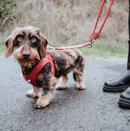 Swiss Red with White Alpine Hearts Alpen LOVE Harnesses for wholesale on Faire4