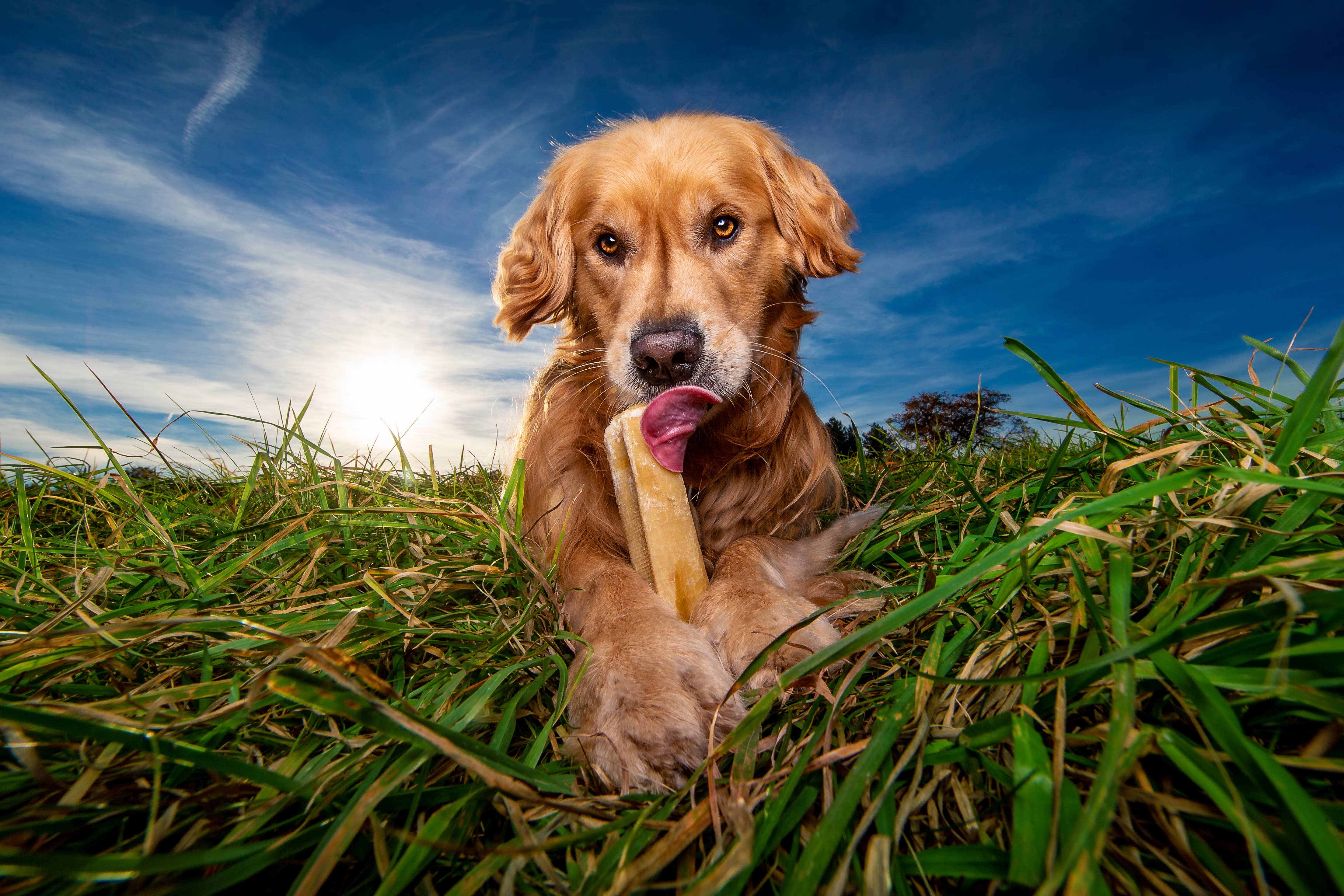 himal dog chew