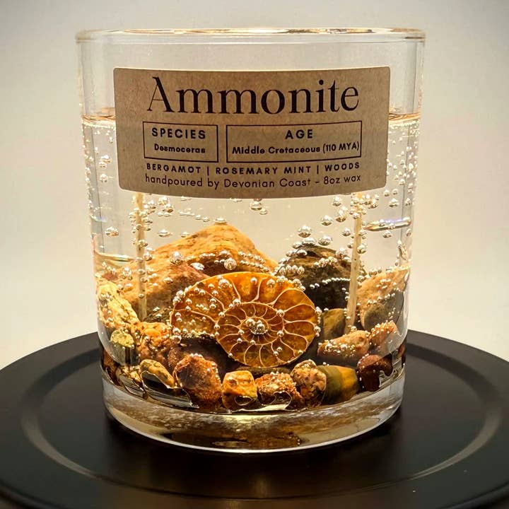 Devonian Coast - Wholesale Novelty Candle - Ammonite Fossil Gel Candle – Large 8oz Wax3