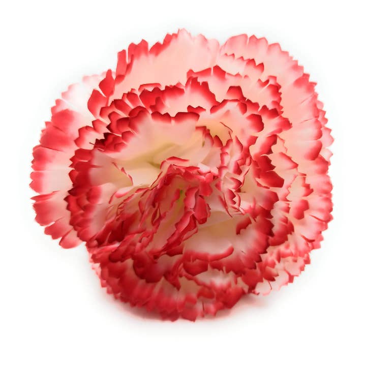 BRANDELIA - Wholesale Artificial Flowers - Clavel Grande Flamenco Flor Pelo · White Red Ø13cm4