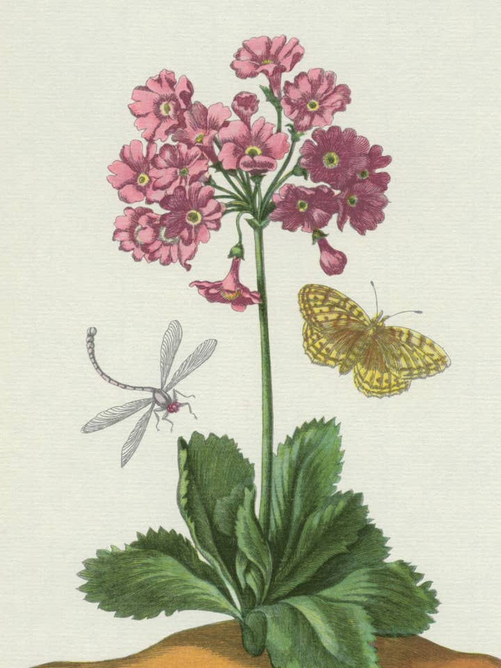 Postcard Garden Auricula (111438) por atacado de The Knowledge of Things by Catch Publishing