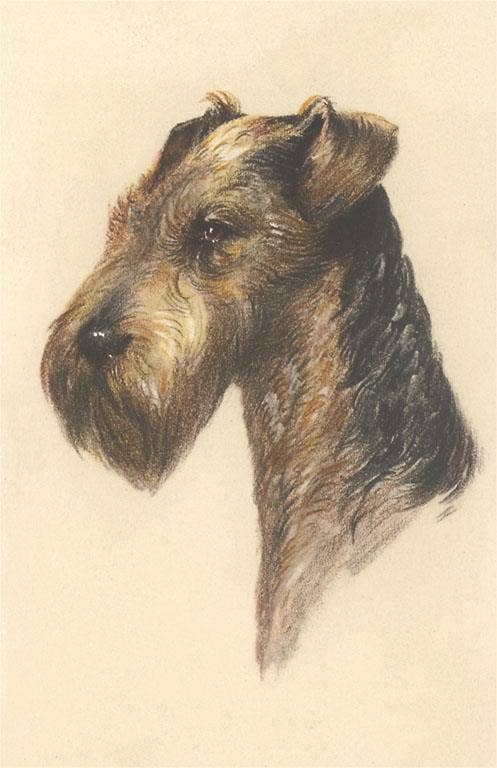 Found Image Press - Wholesale Magnet - Magnet DG-182 Airedale0