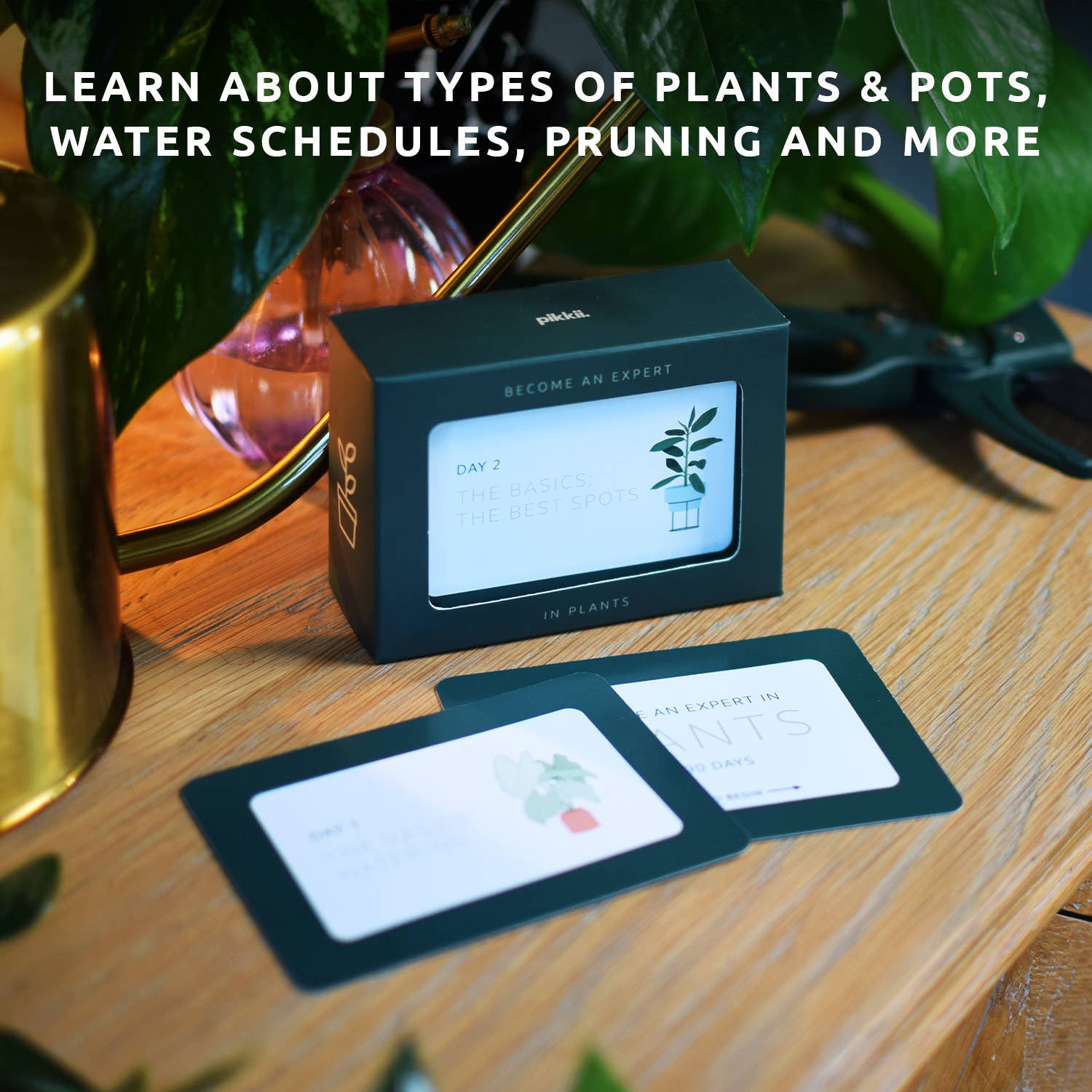 Pikkii – wholesale Plant seeds – Become an Expert in Plants in 90 Days Slide Box | Plant Gift5
