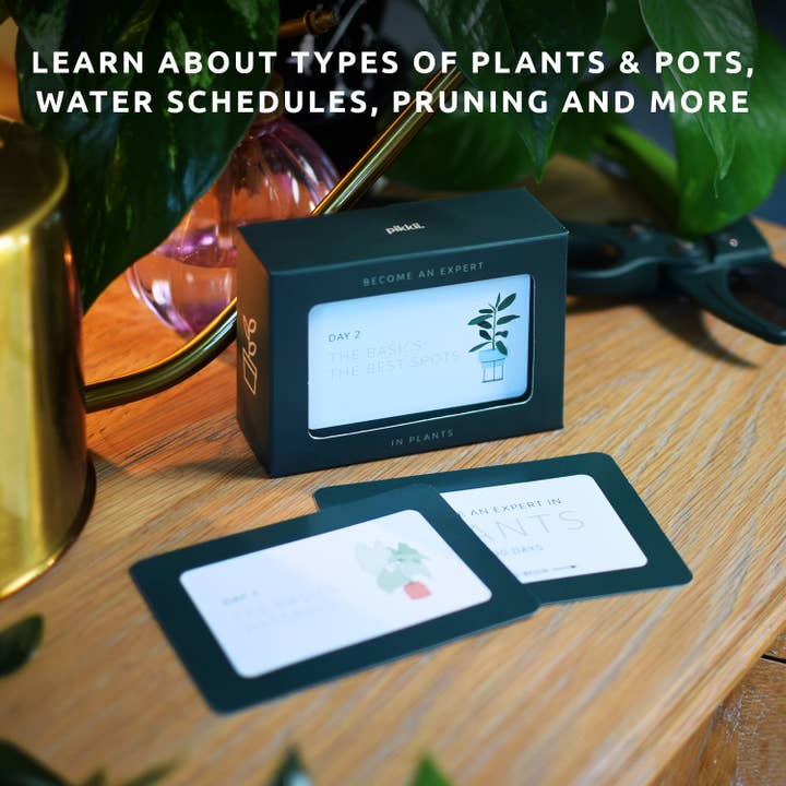 Pikkii – wholesale Plant seeds – Become an Expert in Plants in 90 Days Slide Box | Plant Gift5