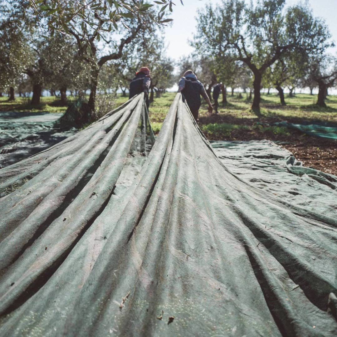 Bio Orto Società Cooperativa Agricola - Wholesale Olive Oil - Grand Cru Peranzana2