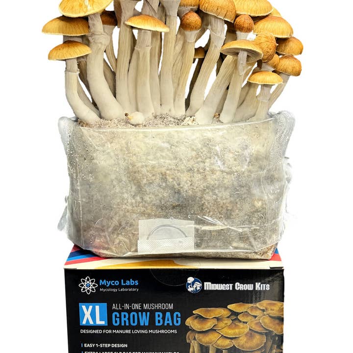 Midwest Grow Kits - Wholesale Planting/potting soil - XL All-in-One Mushroom Grow Bag (6 lbs) for Manure Loving Mushrooms1