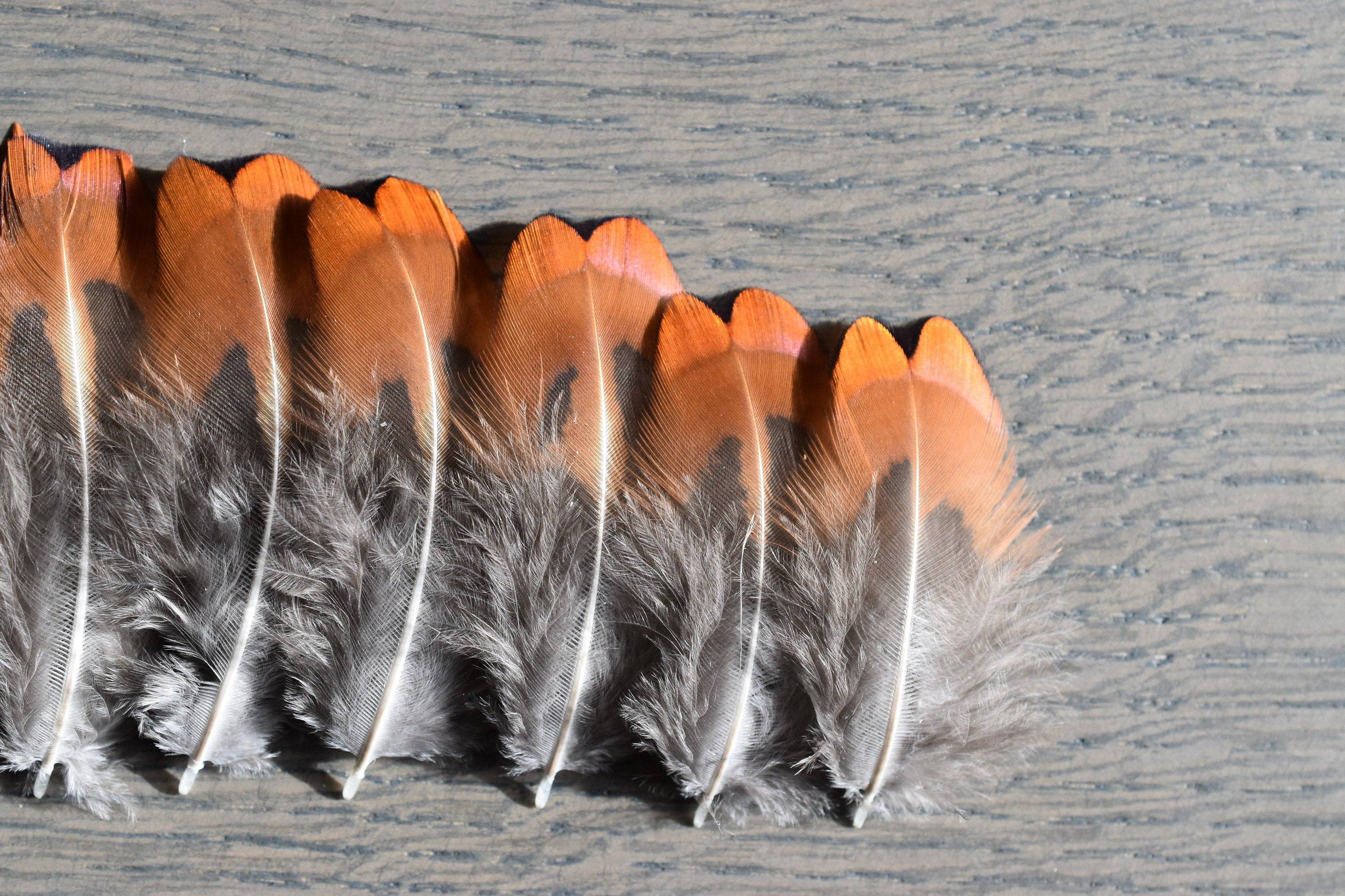 Plumes Naturelles - Wholesale Craft Supplies - Pheasant feathers2