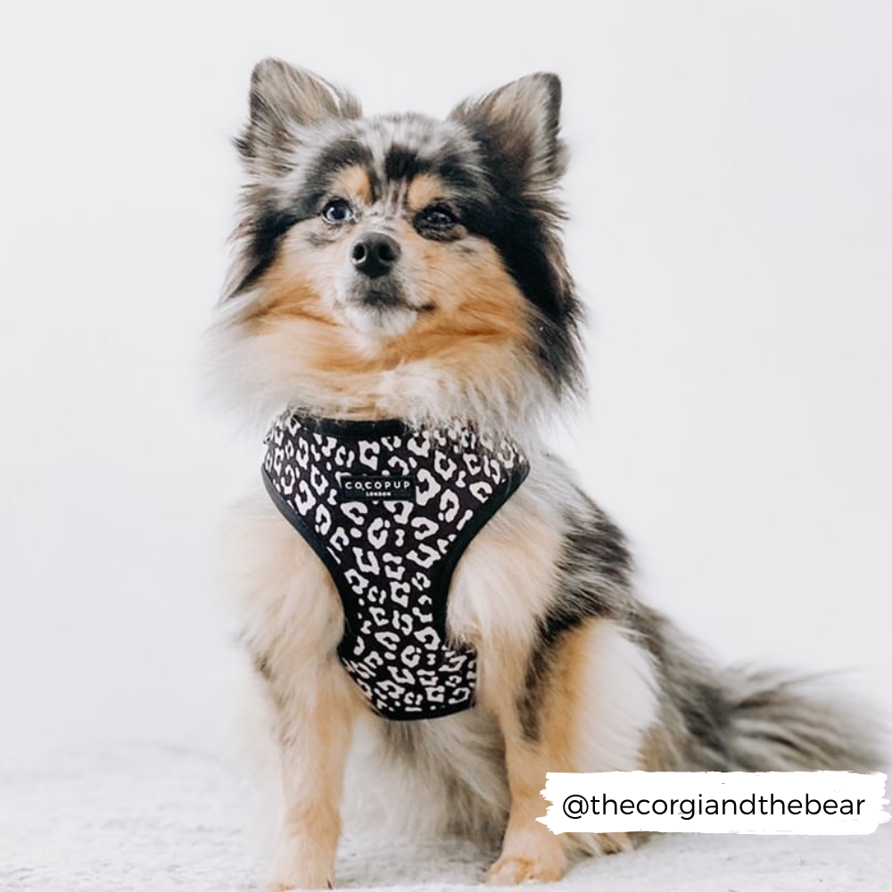 Cocopup London - Vente Harnais – chien - Harnais de cou ajustable léopard noir7