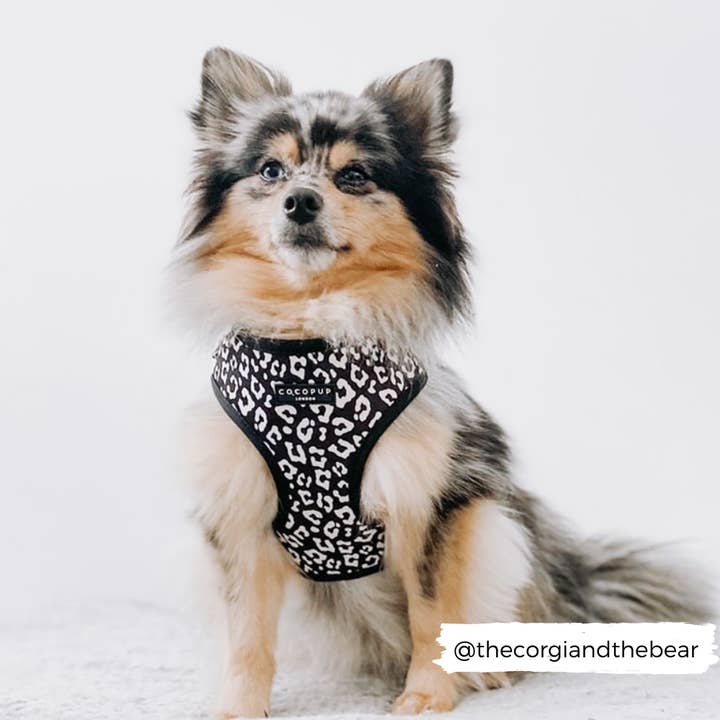 Cocopup London - Vente Harnais – chien - Harnais de cou ajustable léopard noir7