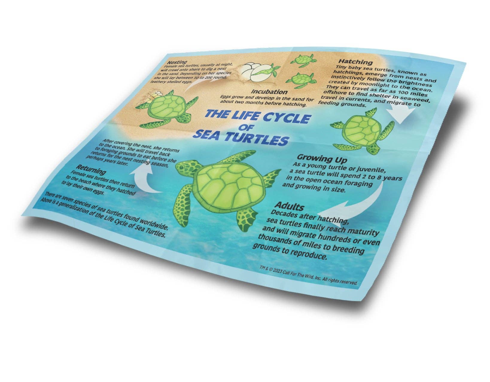 Call For The Wild - Wholesale Retailer Display - Kids & Baby - Sea Turtle Hatchling Point of Sale Display6
