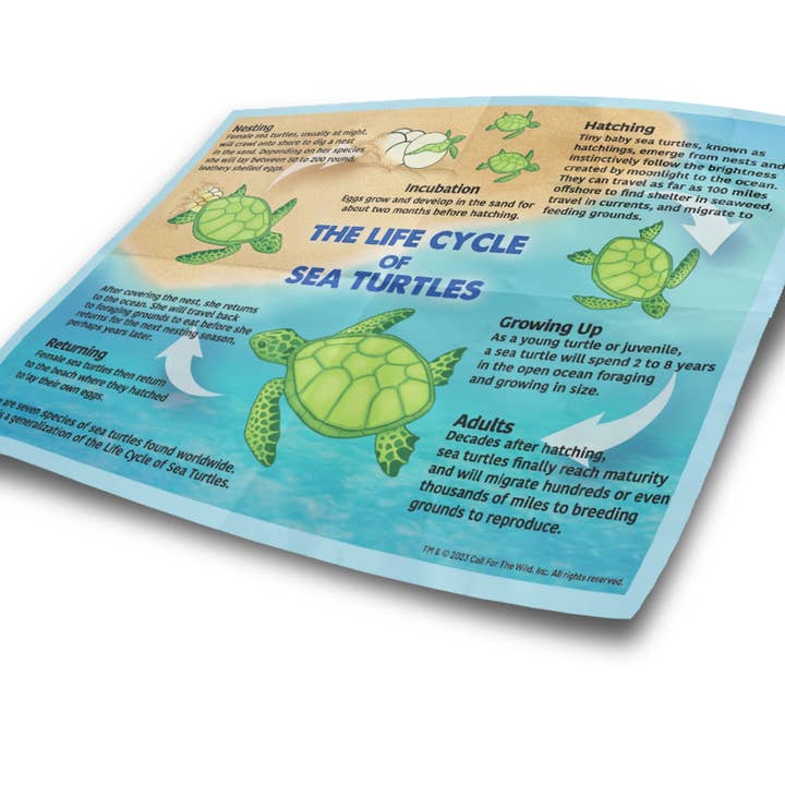 Call For The Wild - Wholesale Retailer Display - Kids & Baby - Sea Turtle Hatchling Point of Sale Display6