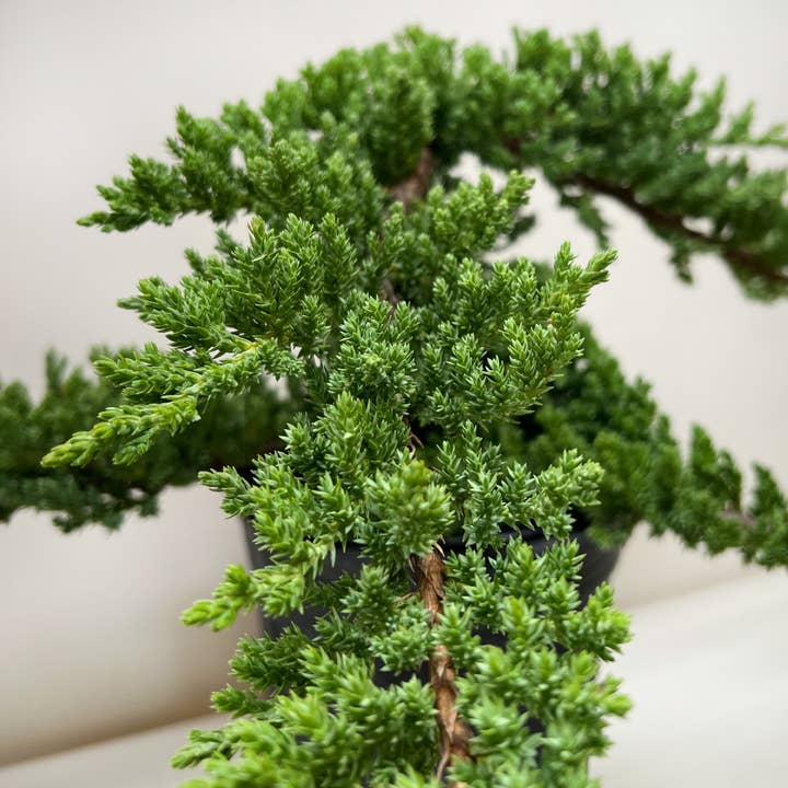 House Plant Wholesale - Wholesale Live Plant - Bonsai Juniper - 6" Pot1