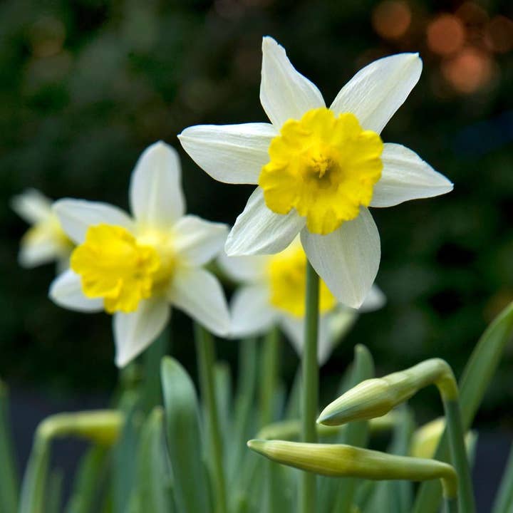 Oasis of Life - Wholesale Plant seeds - Flower Bulb Mix – 50 Flower Bulbs for Insects – Insect-Friendly Mix of Daffodils, Crocuses, Allium, Muscari & More – Hardy, Perennial & Easy to Care For – For Garden & Bed3