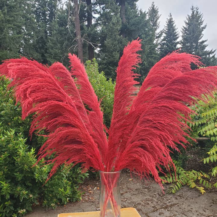Nicht-haarende Seidige Große Pampas (3-4ft) - Tiefrot (715) für den Großhandel von BLOOMINGFUL.COM