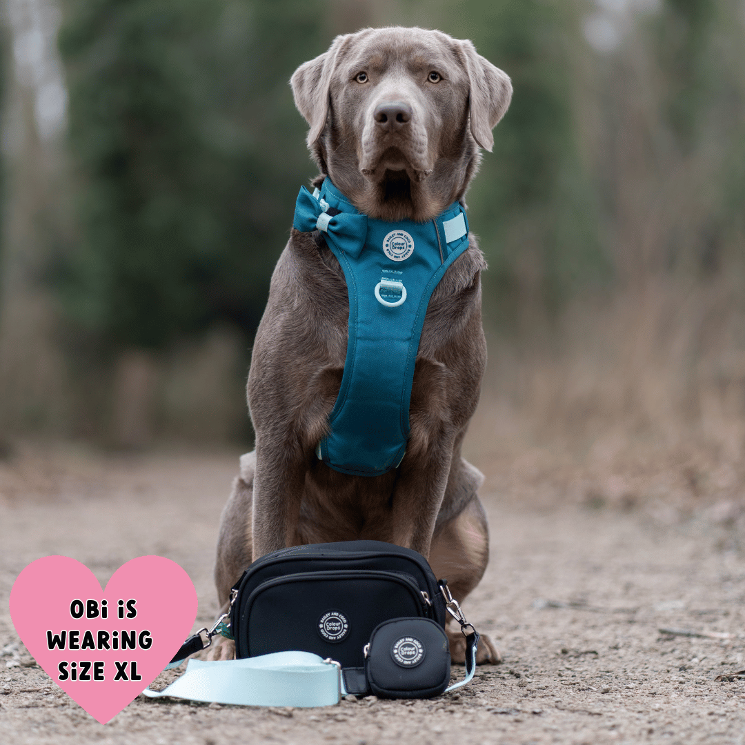 Bailey and Coco - Vente Harnais – chien - Harnais pour chien Trail & Glow - COLOUR DROPS® - Ice Teal2