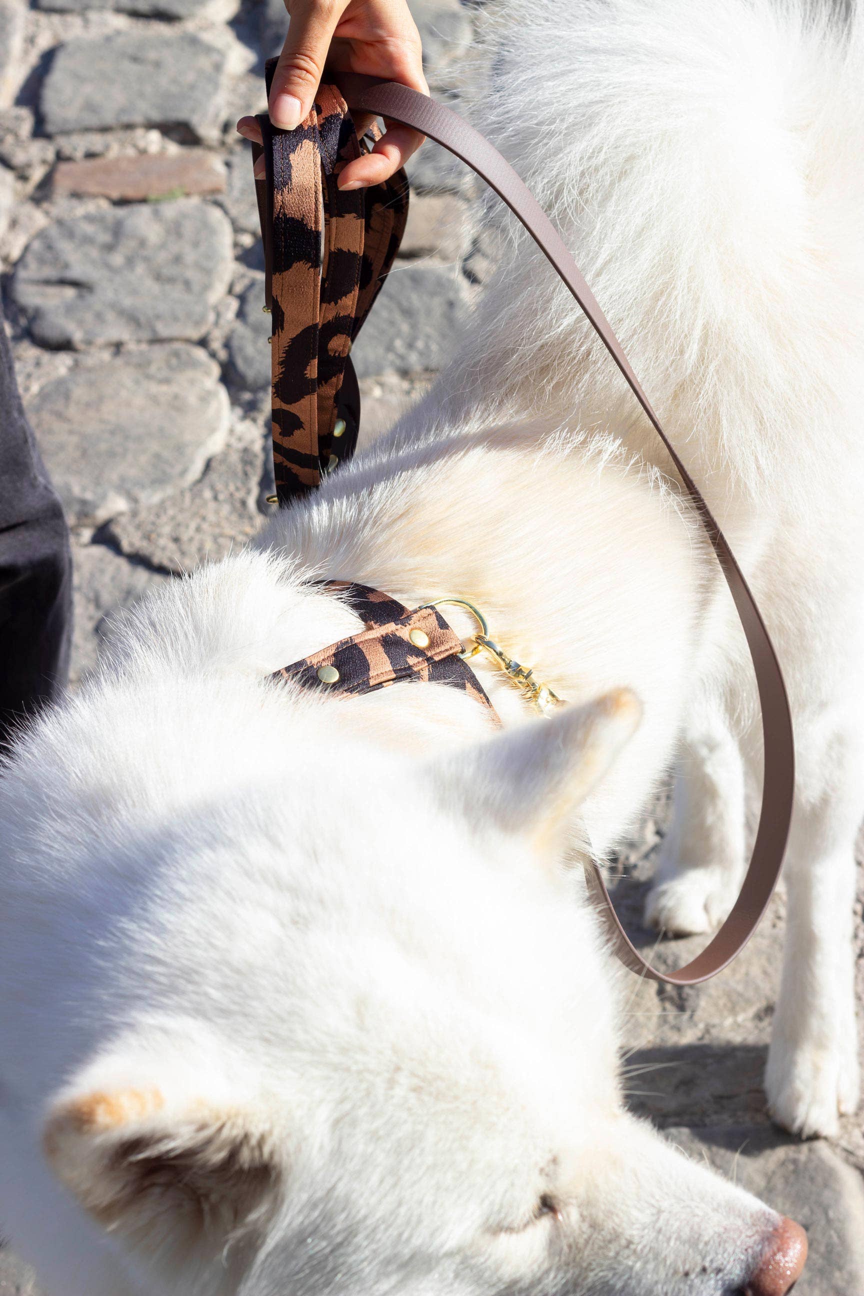 Atelier Markiz - Wholesale Pet Leash - Dog - Let Wild3