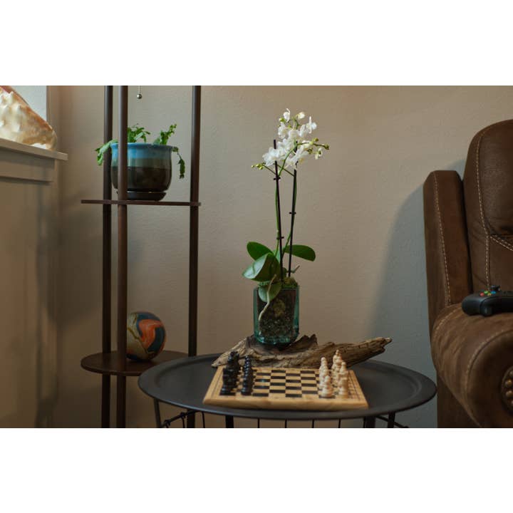 Cohasset Gifts - Vendita all'ingrosso Decorazioni da tavolo - Vaso quadrato in vetro su radice di gamal - circa 10 cm di diametro2