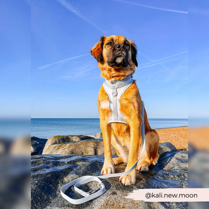 Cocopup London - Wholesale Pet leash – Dog - NAKD Lead - Bubblegum6