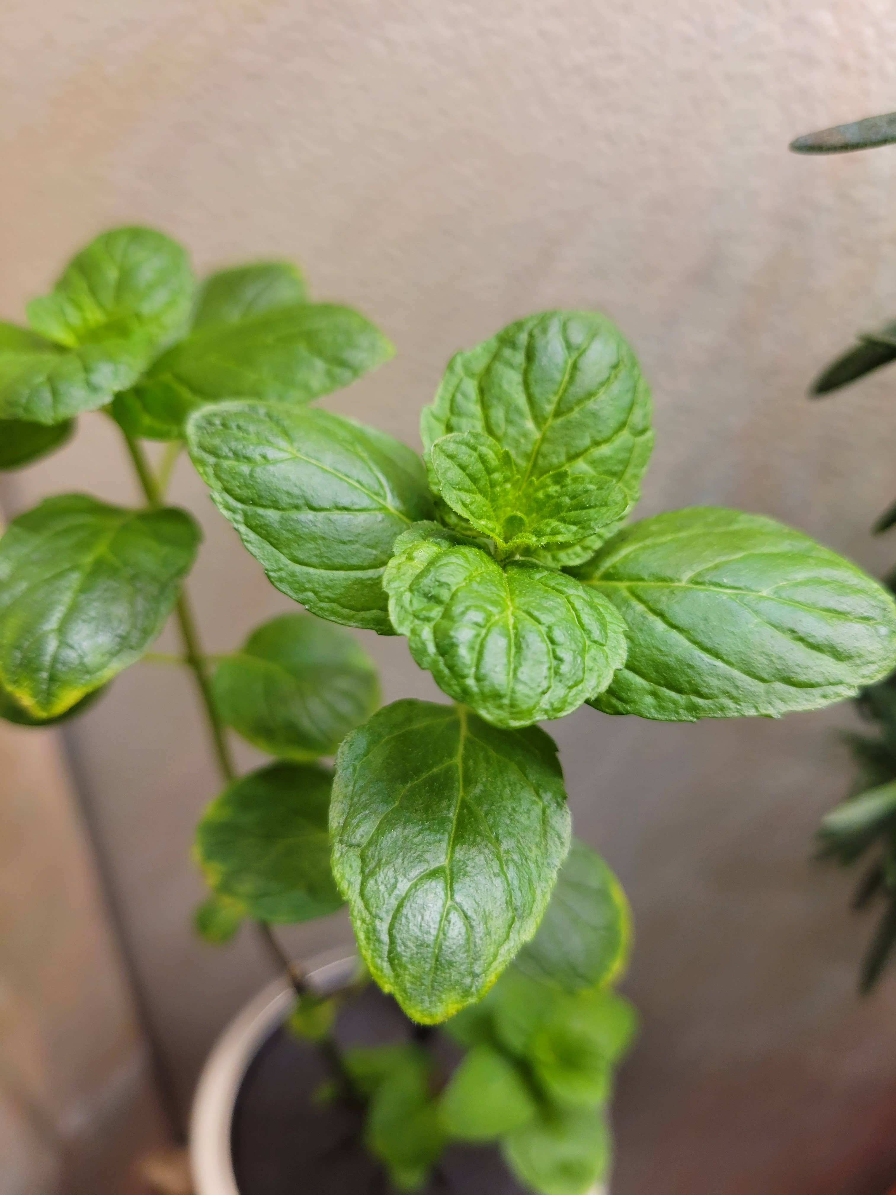 Verdant Hydroponics - Vente Graines de plantes - Kit de culture hydroponique d'herbes2