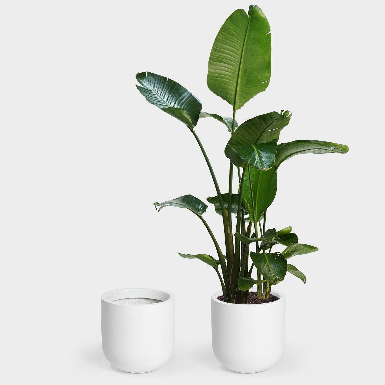Greenery Unlimited - Vente Pot - Grande jardinière Wythe 301