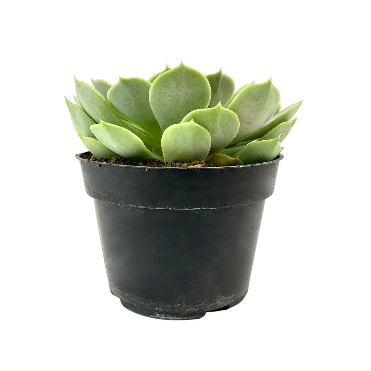 Best Plant Friend - Wholesale Succulent - Echeveria Fury Beautiful Rossette Succulent 2in/ 4in5