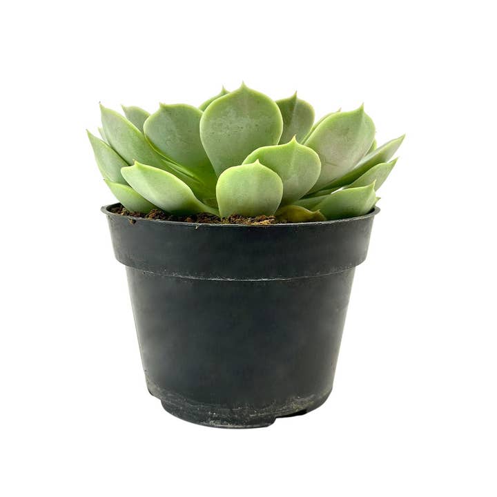 Best Plant Friend - Wholesale Succulent - Echeveria Fury Beautiful Rossette Succulent 2in/ 4in5