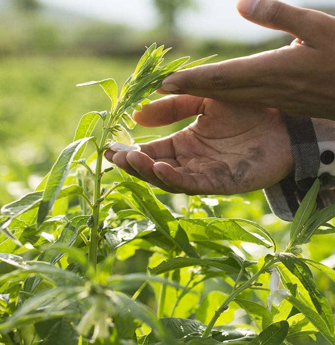 Med Cuisine EU - Wholesale Rice - Smoked Green Freekeh- 800GR3