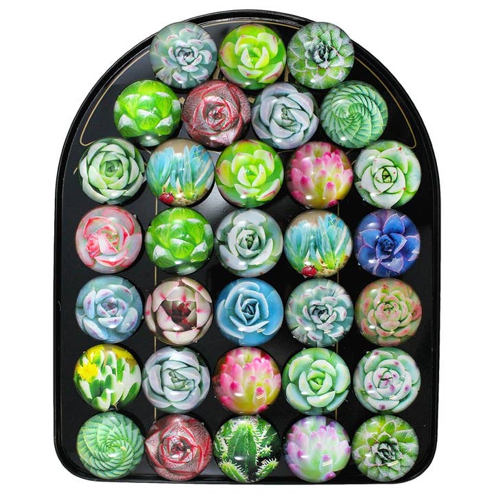 Succulent Dome Magnets Asst 36Pc Display - CBG126 for wholesale by World Buyers